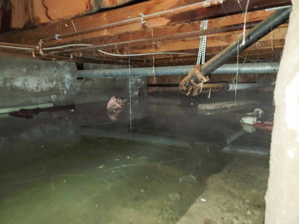 Best Flood restoration services  in Springdale, NC