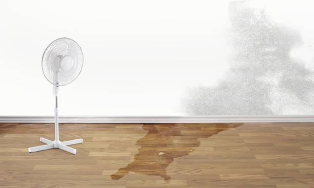 Best Ceiling water damage repair  in Springdale, NC